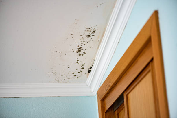 Best Mold Testing  in Coker, AL