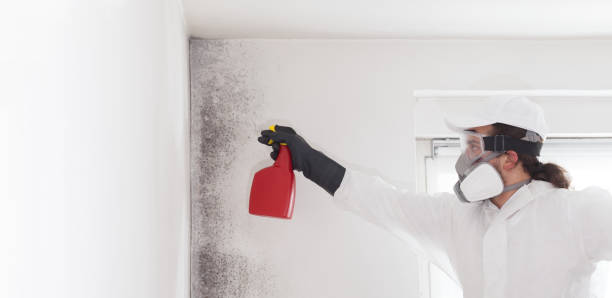 Home Mold Removal in Coker, AL