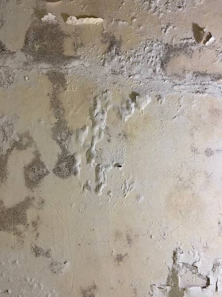 Best Attic Mold Removal  in Coker, AL