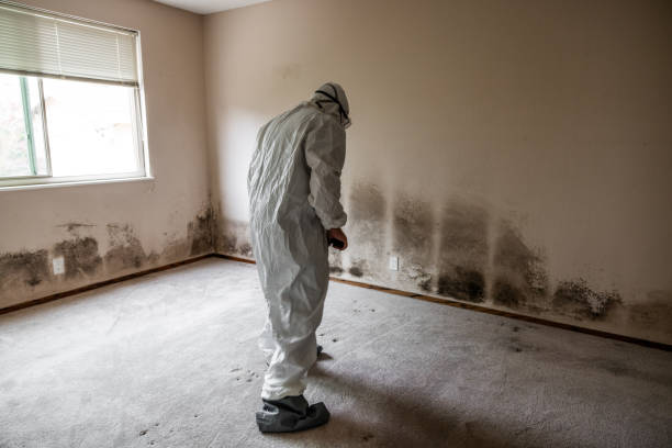 Best Mold Remediation Experts  in Coker, AL