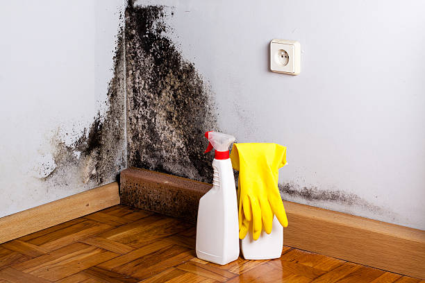 Best Crawl Space Mold Removal  in Coker, AL