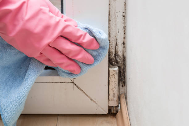 Professional Mold Removal in Coker, AL