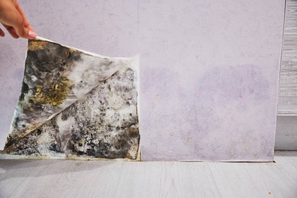 Best Mold Remediation  in Coker, AL
